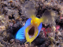 Ribbon Eel, Tulamben by Doug Anderson 